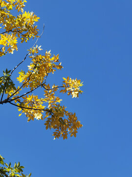 秋叶与蓝天