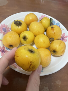 枇杷