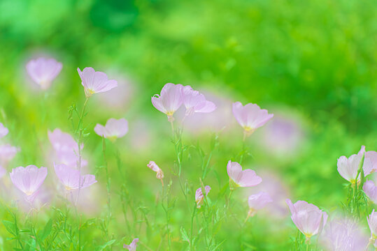 春天粉色花