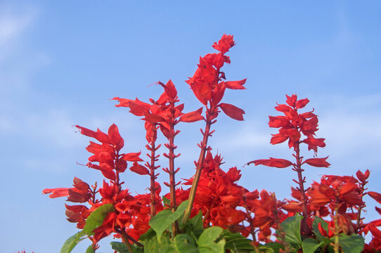 一串红花枝