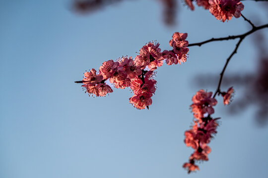 春季盛开的梅花
