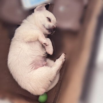 睡觉的狗