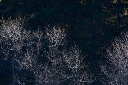 冬日树影