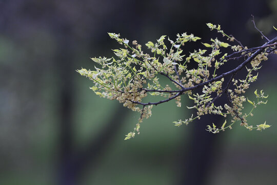 春天树枝朴树发芽