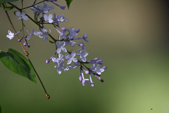 紫丁香春天花开