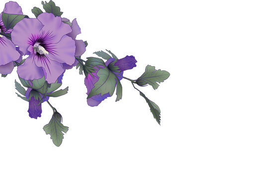 一簇紫色木槿花