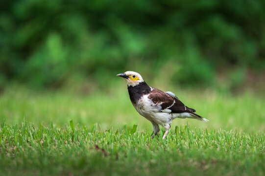 黑领椋鸟栖息在草地上的特写镜头