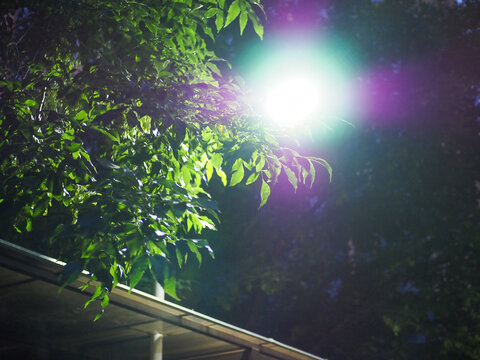 夜晚路灯灯光下的树木
