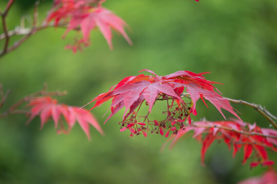 红色枫叶鸡爪槭