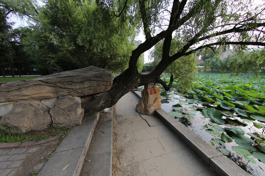 东北师范大学池塘