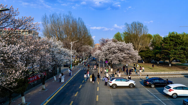 杏花盛开的吉林大学南岭校区景观