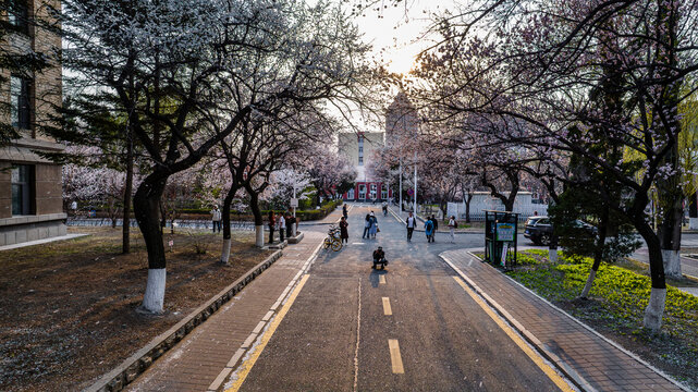 杏花盛开的吉林大学南岭校区景观