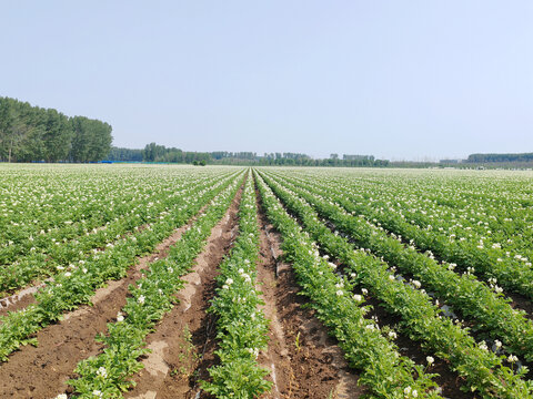 土豆种植基地