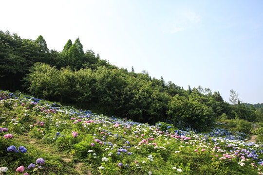 漫山遍野绣球花