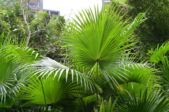 i海南热带植物