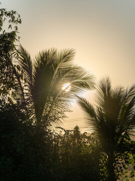 夕阳下棕榈树的剪影