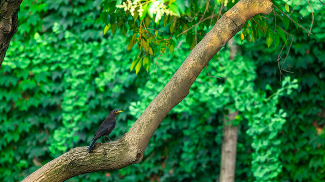 树枝上的乌鸦