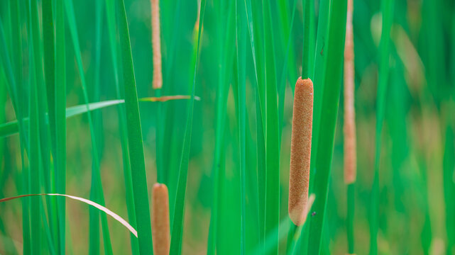 长苞香蒲