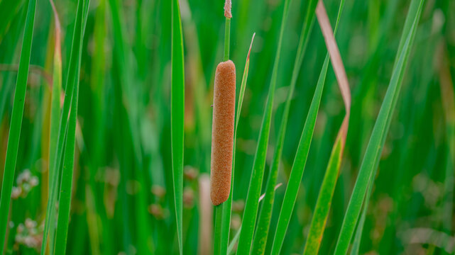 香蒲
