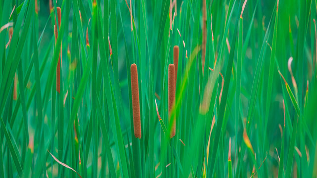 蒲棒