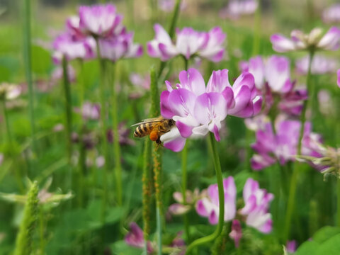 蜜蜂采花紫云英红花草