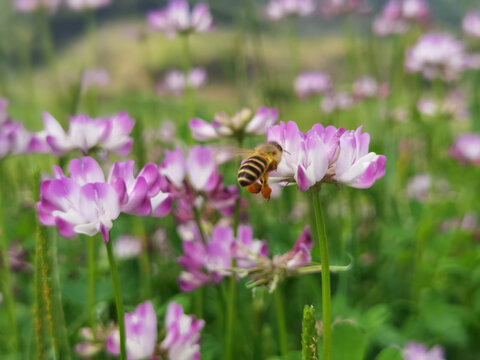 蜜蜂采花紫云英红花草