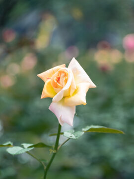 凤凰花粉黄色花朵花卉