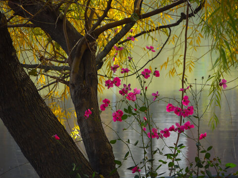 湖畔的花和柳树