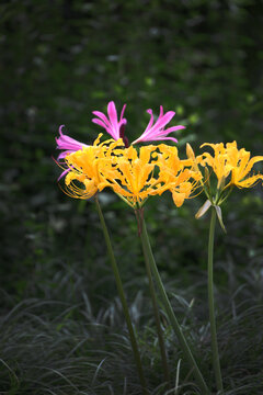百合花