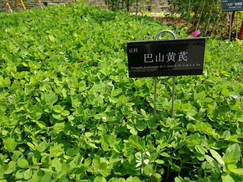 黄芪