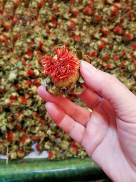 藏红花