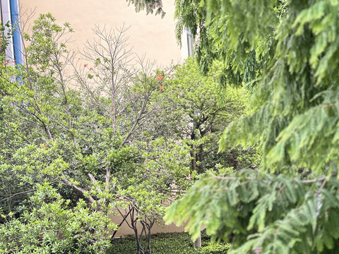 松树