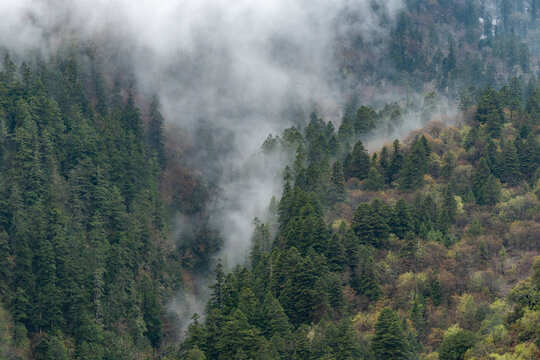 云雾里的森林仙境