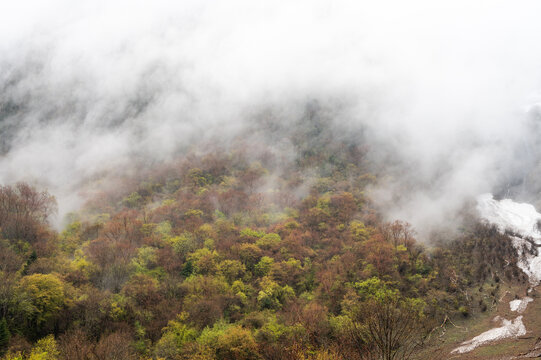 森林云雾