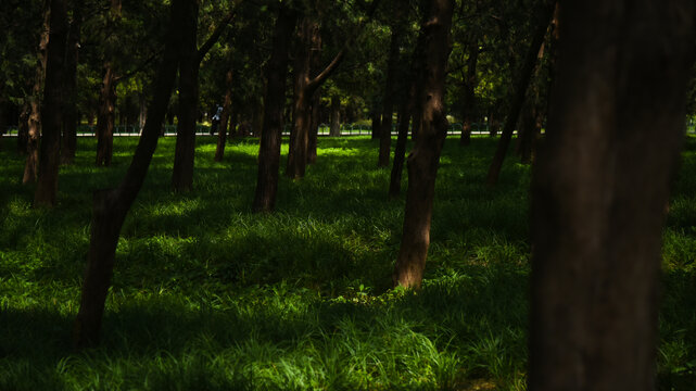 北京天坛公园树林草地