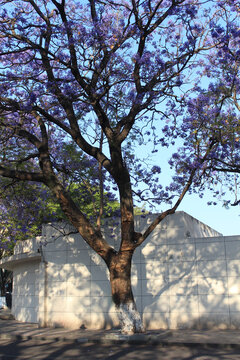 粗壮树根的蓝花楹树