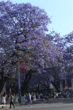 航天北路口高大的蓝花楹树
