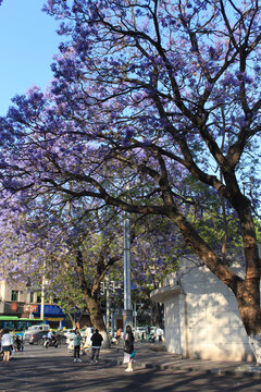 街边粗壮的蓝花楹树