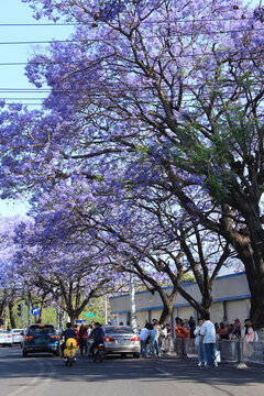 街边盛开的蓝花楹树