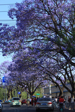 花开繁茂的蓝花楹树
