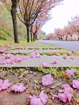 贵州赤水天鹅堡樱花小径