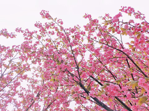 贵州赤水天鹅堡樱花枝