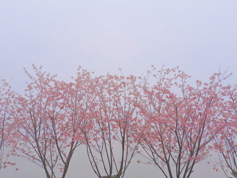 贵州赤水天鹅堡樱花树
