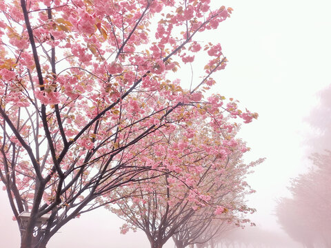 贵州赤水天鹅堡雾中樱花