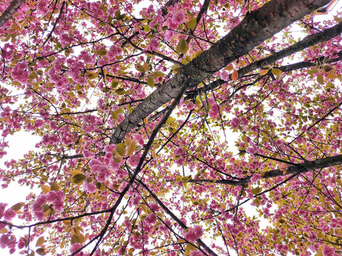 贵州赤水天鹅堡樱树