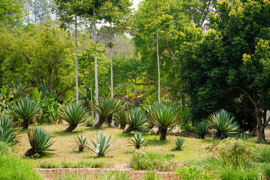 西双版纳中科植物园里的绿植景观