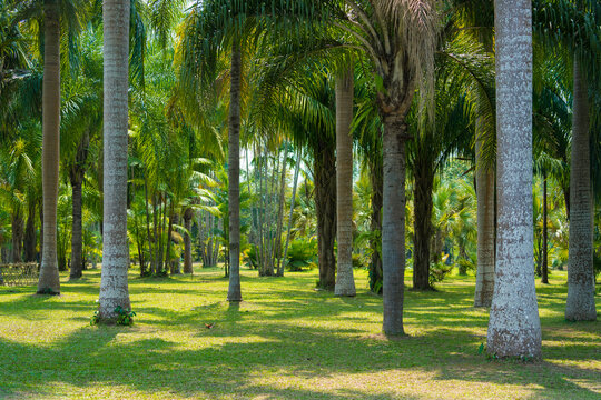 西双版纳中科植物园里的绿植景观