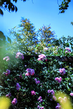 蔷薇玫瑰花绿叶夏季节气素材