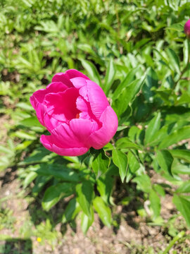 芍药花