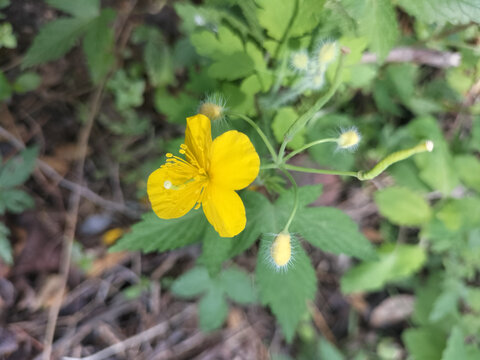 白屈菜的花朵